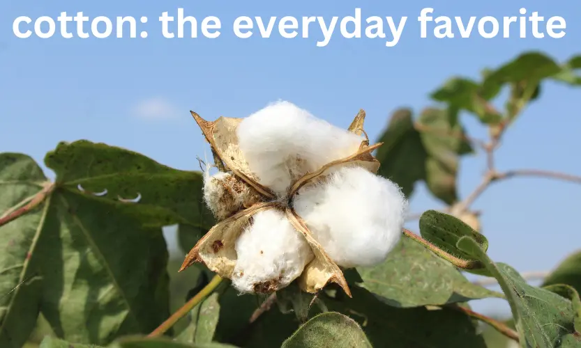 cotton: the everyday favorite